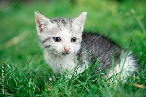 Little kitten on a background of green grass