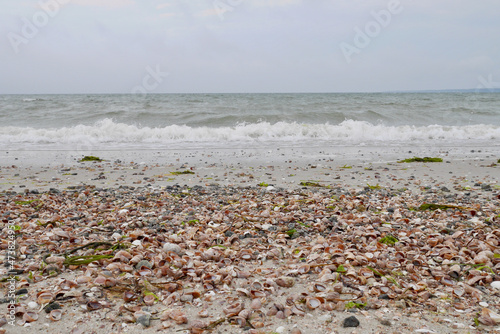 Slipper shells at Shell Point Beach, Buzzards Bay, Massachusetts, USA.