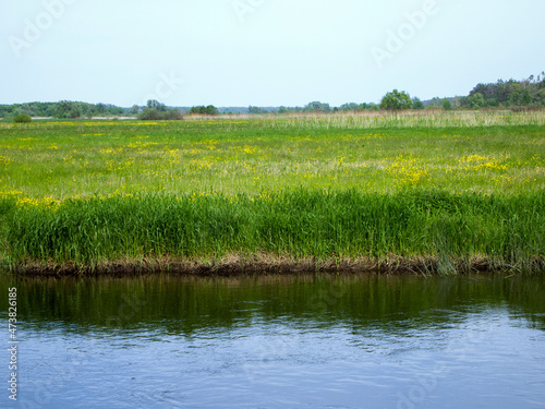 Green field with yellow flowers which is reflected in the blue water. Picturesque river landscape. Rest in the village.