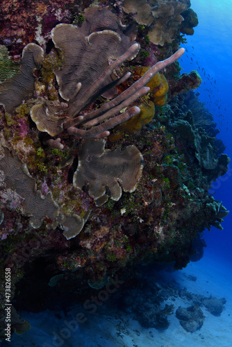Fototapeta Naklejka Na Ścianę i Meble -  Deep reef of corals and sponges.