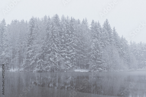 Spruce forest in winter covered by snow, spruce tree trunks
