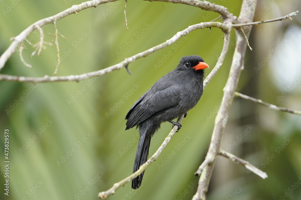 Black-fronted nunbird (Monasa nigrifrons) Bucconidae family. Black-fronted nunbird (Monasa nigrifrons) Bucconidae family.
