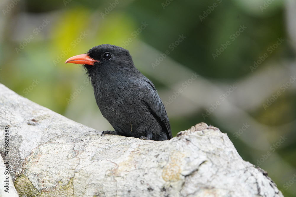 Black-fronted nunbird (Monasa nigrifrons) Bucconidae family. Black-fronted nunbird (Monasa nigrifrons) Bucconidae family.