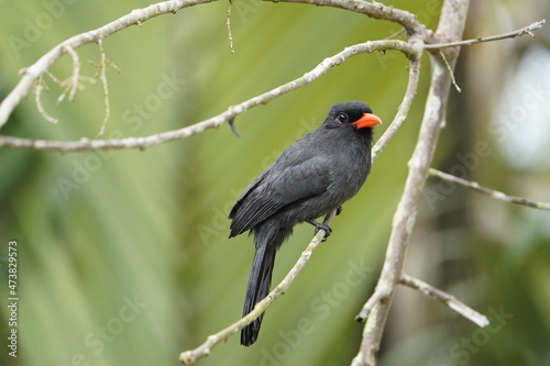 Black-fronted nunbird (Monasa nigrifrons) Bucconidae family. 