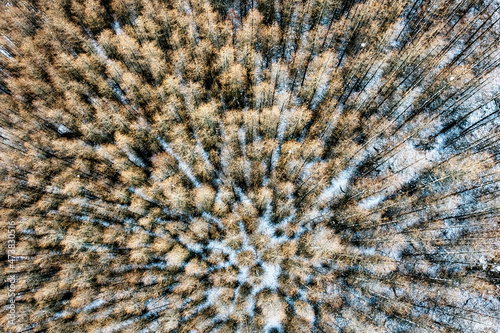 aerial photo of a frozen forest