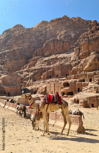 Camels in Petra, Jordan, Lost City, Seven Wonders of the World, Red Rose City