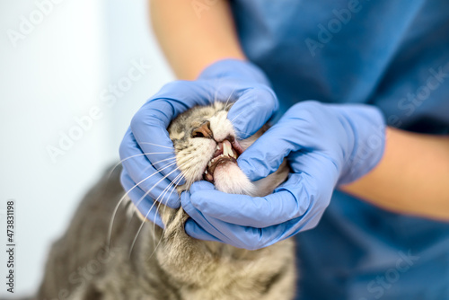 Veterinarian doctor is examining the teeth of a cat