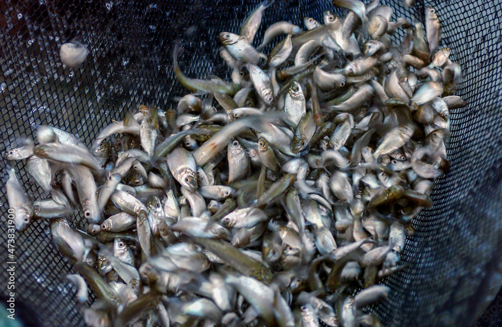 Small fish fingerlings in a fishing net on a fish farm. Small fish fingerlings in a fishing net on a fish farm.
