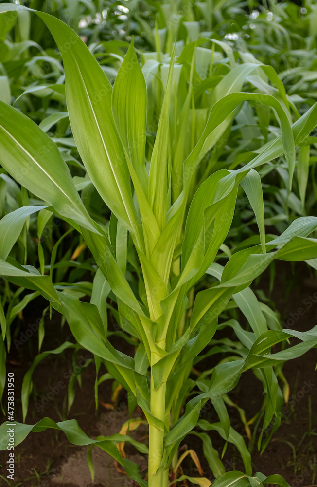 Corn planting close-up. Brazilian agriculture. Corn planting close-up. Brazilian agriculture.