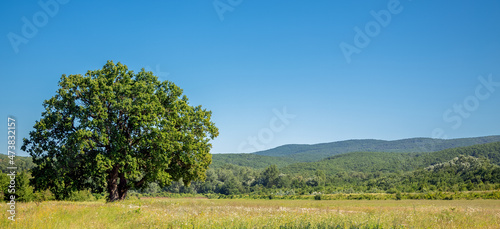 A huge oak tree in a field against the backdrop of green mountains and blue sky. © Евгения Глинская