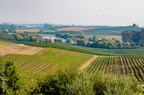 Sunny view of the grapes farm of Napa Valley