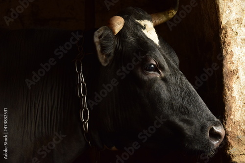 portrait of a cow