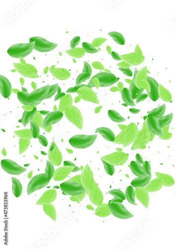 Light Green Vegetation Background White Vector. Plant Forest Frame. Eucalyptus Illustration. Green Cosmetic Design. Leaves Flora.