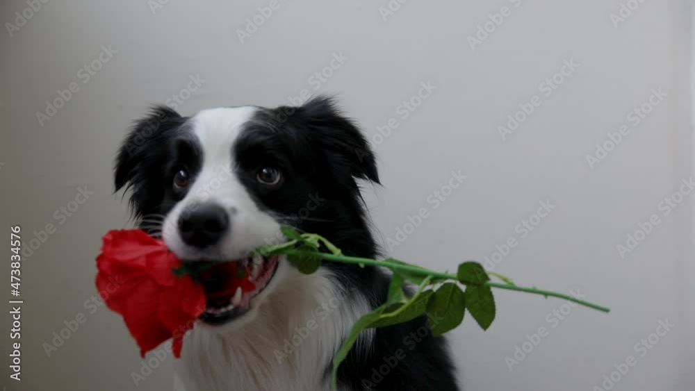 St. Valentine's Day concept. Funny portrait cute puppy dog border collie holding red rose flower in mouth isolated on white background. Lovely dog in love on valentines day gives gift St. Valentine's Day concept. Funny portrait cute puppy dog border collie holding red rose flower in mouth isolated on white background. Lovely dog in love on valentines day gives gift