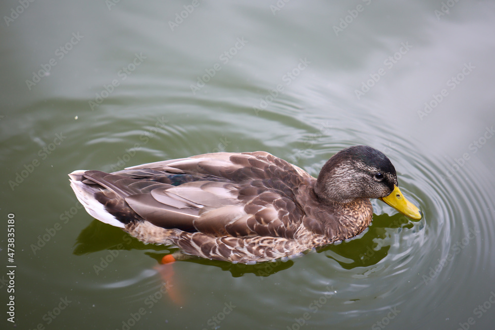 Stockenten in einem Teich. Die Stockente ist eine Vogelart und gehört zu den Entenvögeln.
