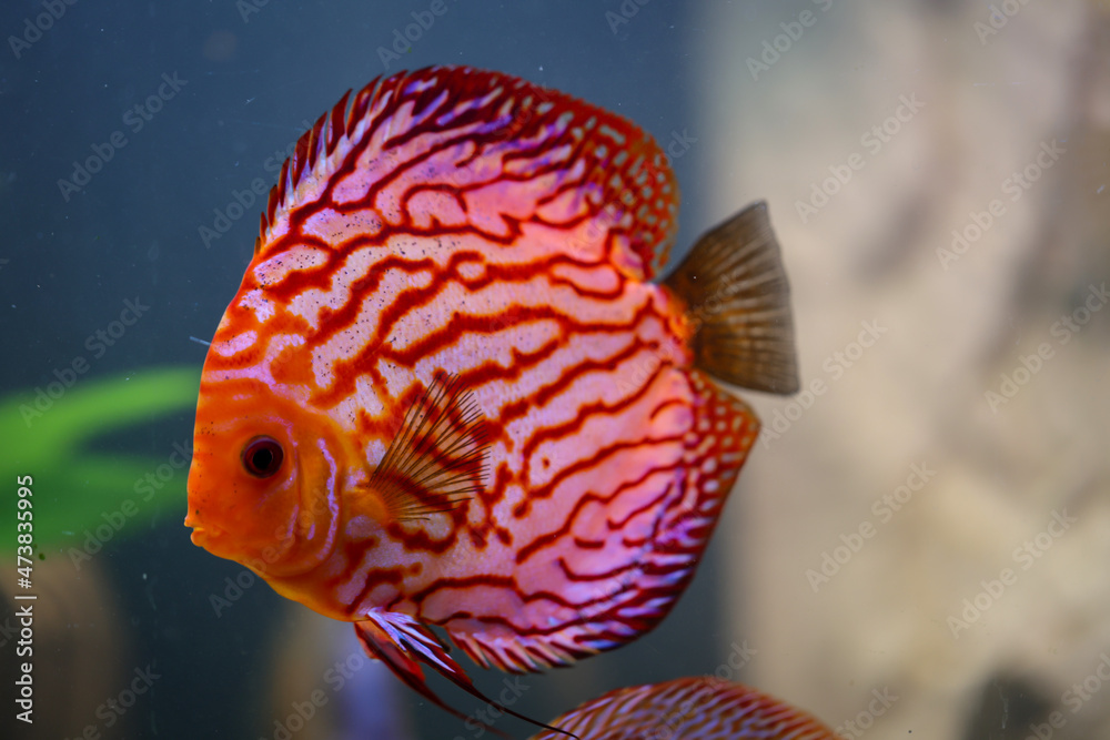Blick auf Diskusfische, die im bepflanzten Aquarium schwimmen. Tropischer Fisch. Blick auf Diskusfische, die im bepflanzten Aquarium schwimmen. Tropischer Fisch.