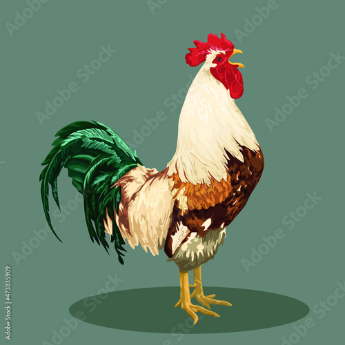 colorful rooster, poultry farming vector illustration isolated on background