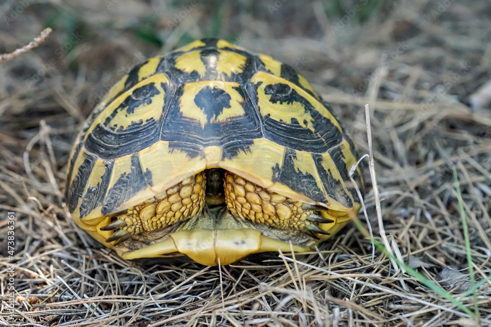 Porträt einer griechischen Schildkröte mit ihrer schönen gelben und schwarzen Panzer. Porträt einer griechischen Schildkröte mit ihrer schönen gelben und schwarzen Panzer.
