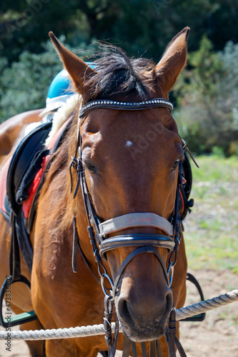 Portrait eines Pferd, eines Reitpferd mit Sattel in der freien Natur. 