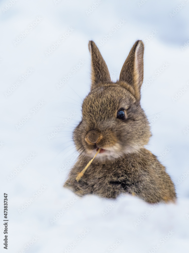 Wild European rabbits (Oryctolagus cuniculus) Wild European rabbits (Oryctolagus cuniculus)