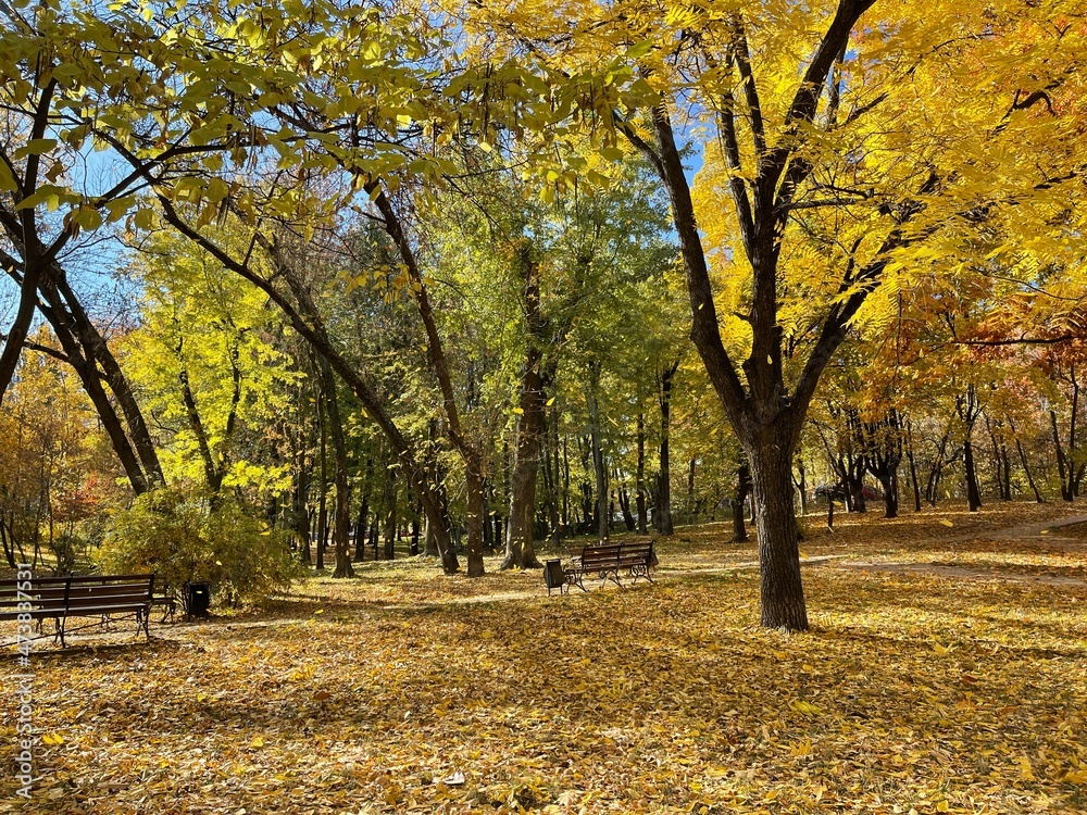 Autumn park with yellow leaves on trees and on the ground