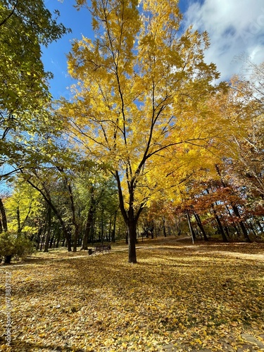 Vertical shot of a beautiful autumn tree with yellow leaves in the park