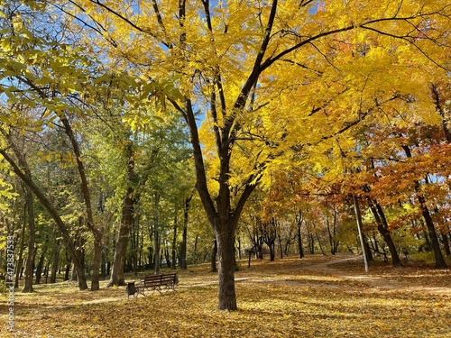 Tree with yellow leaves in auautmn park on a sunny day