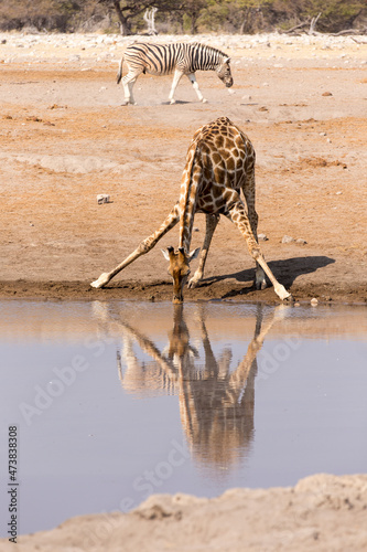 View of a drinking giraffe