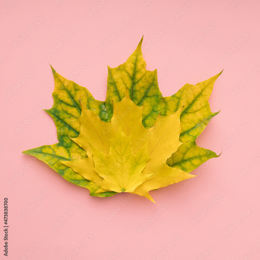 autumn maple leaves autumn maple leaves