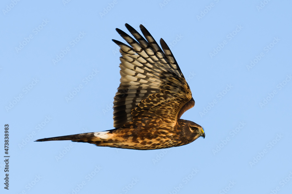 Fototapeta premium A Northern Harrier flying against a clear blue sky with wings extended vertically with the bird in horizontal flight