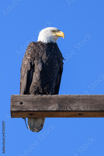 A mature bald eagle on a perch of thick timber against a clear blue sky.  The adult bird has a white head and yellow beak as it watches © IanDewarPhotography