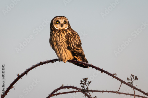 A short eared owl stands on the top of a curved blackberry cane in winter.  The bird stares intently into the distance on a clear winter day photo