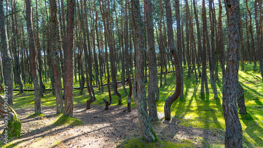 Fabulous dancing forest on green moss illuminated by rays of sunlight on the Curonian Spit, Kaliningrad region, Russia. Trunks of pine trees covered with moss in the forest or woods near of Baltic Sea Fabulous dancing forest on green moss illuminated by rays of sunlight on the Curonian Spit, Kaliningrad region, Russia. Trunks of pine trees covered with moss in the forest or woods near of Baltic Sea