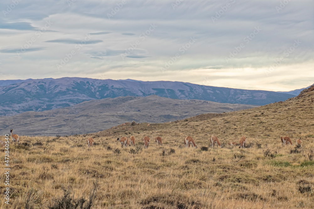 Fototapeta premium Chile – llamas in the mountains.