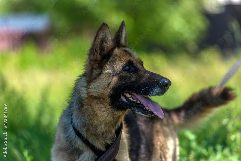 blind german shepherd dog at animal shelter blind german shepherd dog at animal shelter