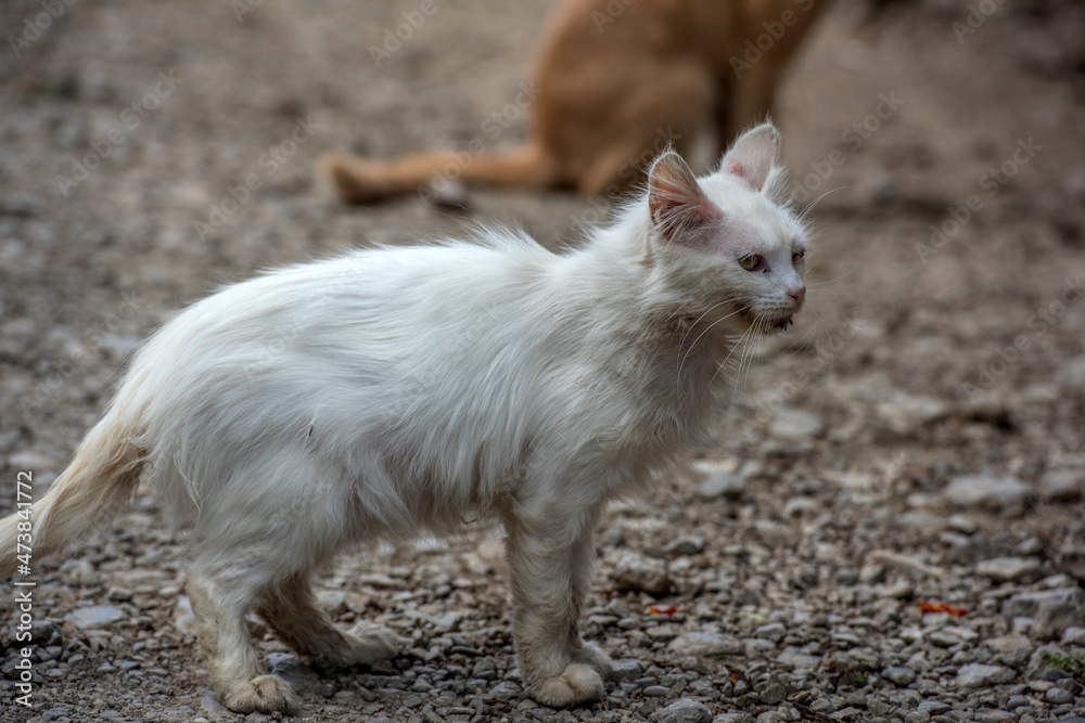 homeless sick white cat on the street homeless sick white cat on the street