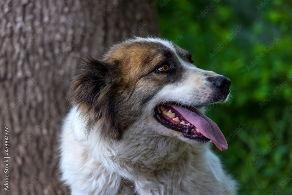 white with brown alabai on green grass background white with brown alabai on green grass background
