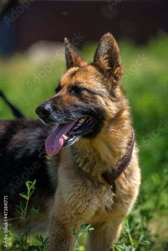 blind german shepherd dog at animal shelter