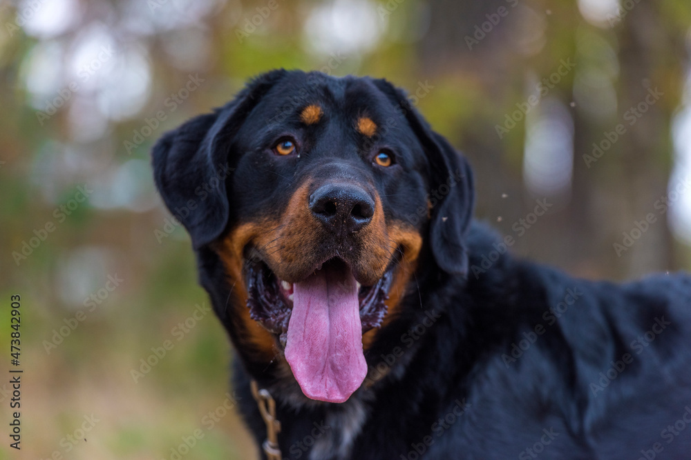 beautiful large brown dog mestizo rottweiler