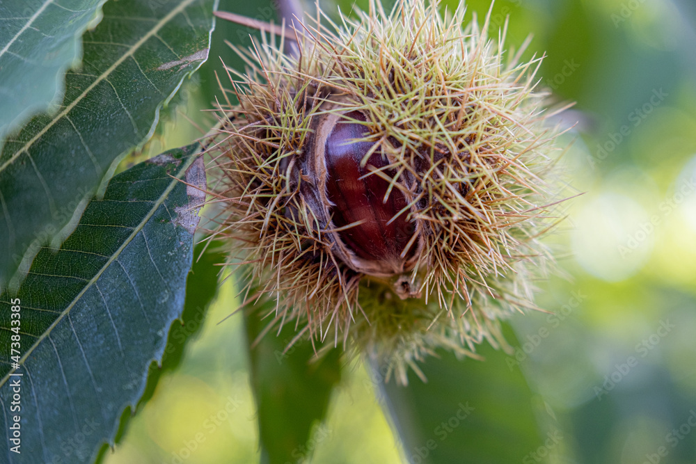 Chestnut branch with chestnut coming out of the husk with spikes Chestnut branch with chestnut coming out of the husk with spikes
