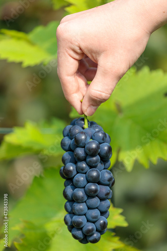 Holding a blue bunch of grapes