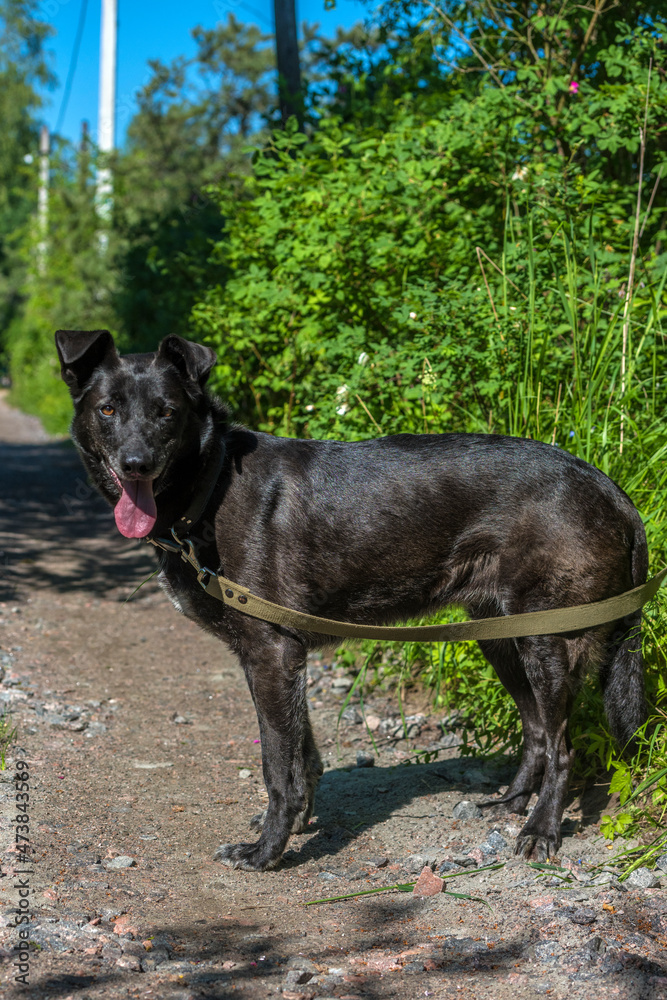 black dog mongrel on a leash in summer black dog mongrel on a leash in summer