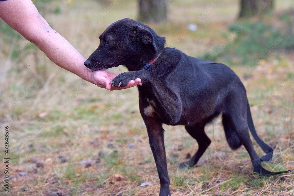 black dog pooch at animal shelter black dog pooch at animal shelter