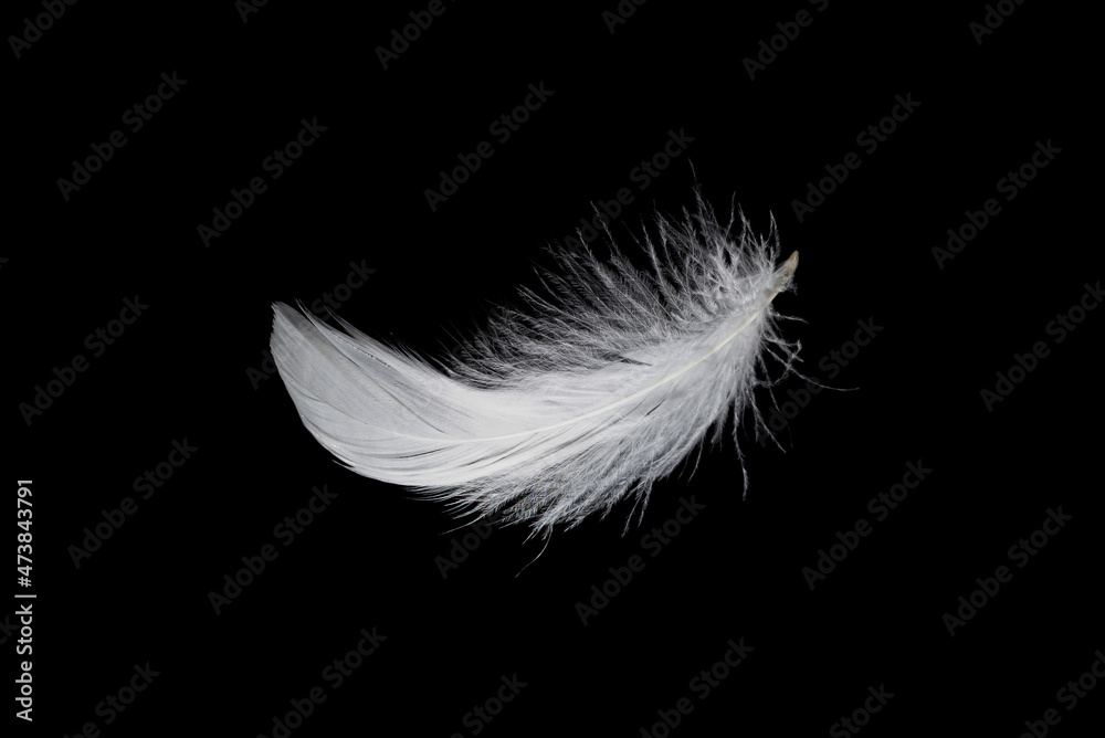 Obraz premium White feather isolated on a black background.