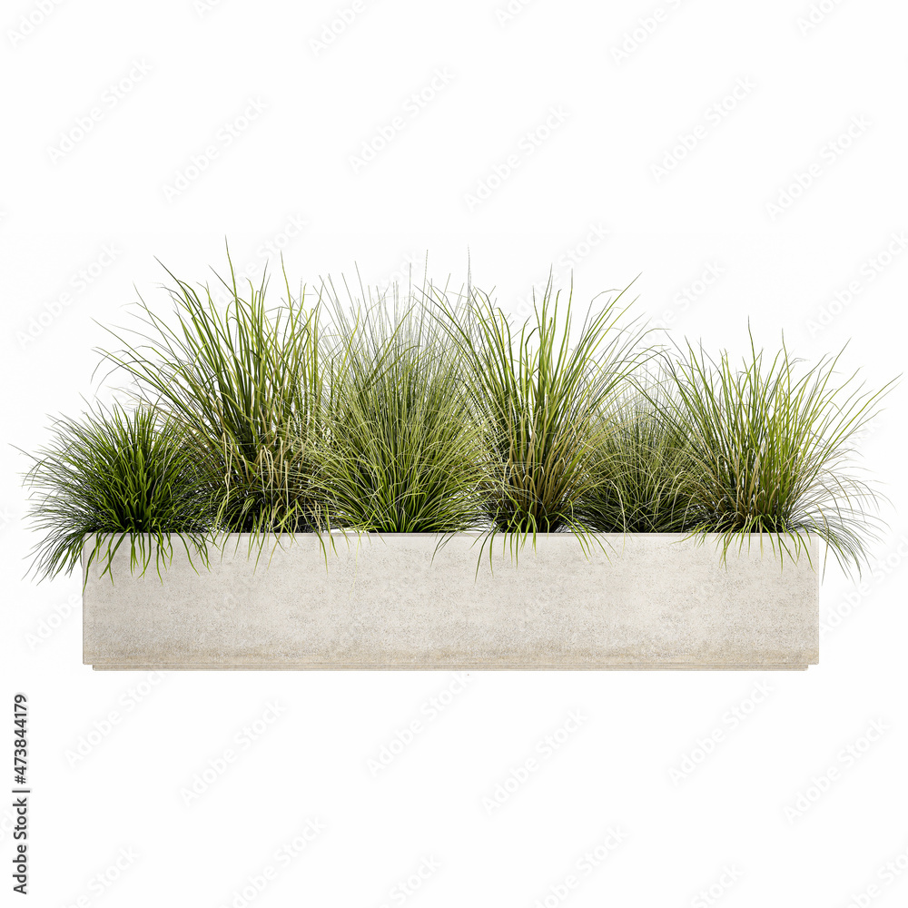 pampas grass in flowerpot isolated on white background - obrazy, fototapety, plakaty 