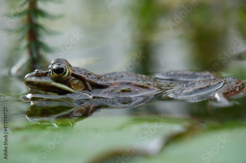 frog swimming in water