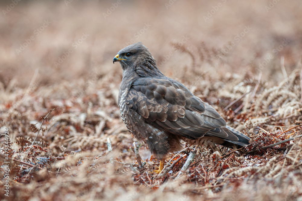 Common buzzard standing on the ground Common buzzard standing on the ground