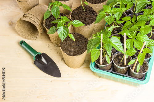 Potted peppers seedlings in peat pots and a plastic container. Gardening.