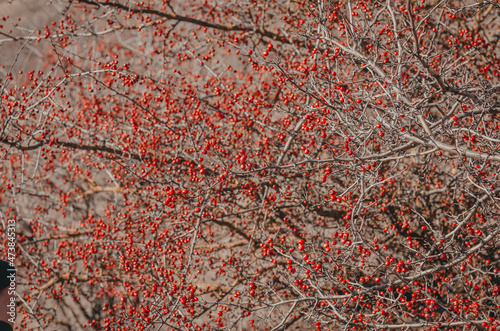 Lots of red hawthorn berries. Beautiful wallpaper.