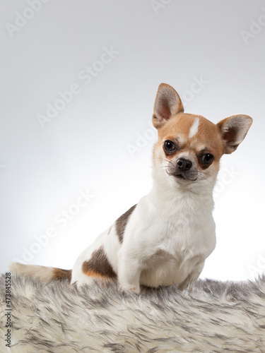 Fototapeta Naklejka Na Ścianę i Meble -  Chihuahua dog portrait. Image taken in a studio with white background.